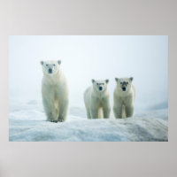 Kutest Baby Animals | Drie jonge Polar-Beren