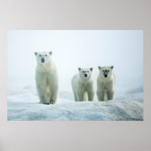 Kutest Baby Animals   Drie jonge Polar-Beren Poster