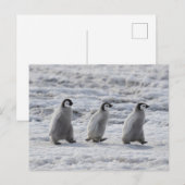 Kutest Baby Animals | Drie keizerhaaien Briefkaart (Voorkant / Achterkant)