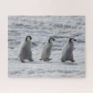 Kutest Baby Animals Drie keizerhaaien Legpuzzel