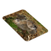 Kutest Baby Animals | Eelfamilie Magneet (Rechterzijde)