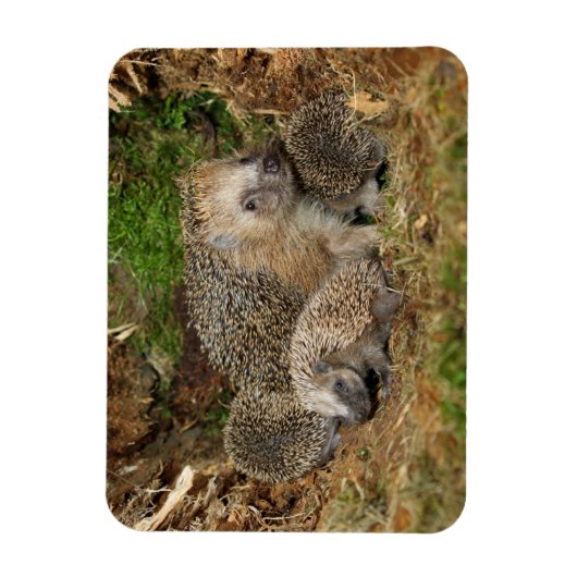 Kutest Baby Animals | Eelfamilie Magneet (Verticaal)