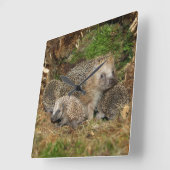 Kutest Baby Animals | Eelfamilie Vierkante Klok (Hoek)