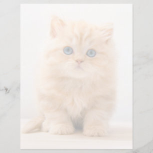 Kutest Baby Animals   Een Britse Longhair Kitten