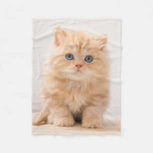 Kutest Baby Animals Een Britse Longhair Kitten Fleece Deken