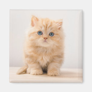 Kutest Baby Animals   Een Britse Longhair Kitten Magneet