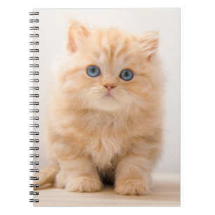 Kutest Baby Animals   Een Britse Longhair Kitten Notitieboek