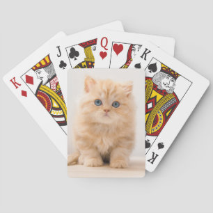 Kutest Baby Animals Een Britse Longhair Kitten Pokerkaarten