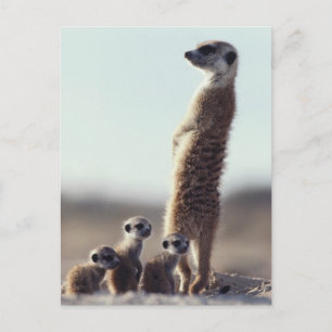 Kutest Baby Animals   Een familie van Meerkats Briefkaart
