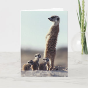 Kutest Baby Animals Een familie van Meerkats Kaart