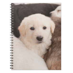 Kutest Baby Animals Een klapstapel Puppies Notitieboek