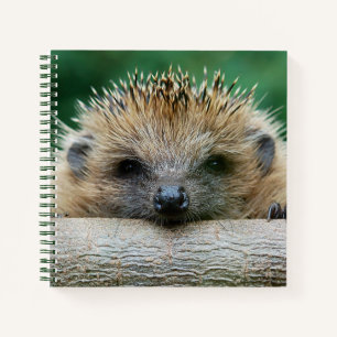 Kutest Baby Animals   Egel Smile Notitieboek