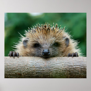 Kutest Baby Animals Egel Smile Poster