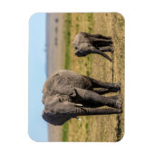 Kutest Baby Animals | Elephant Moeder & Baby Magneet (Verticaal)