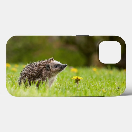 Kutest Baby Animals | Europese egel Case-Mate iPhone Case (Achterkant (horizontaal))