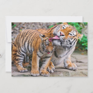 Kutest Baby Animals Familie Siberië Tiger Bedankkaart