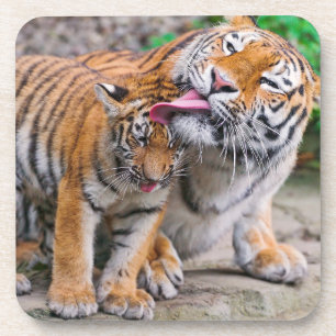 Kutest Baby Animals Familie Siberië Tiger Bier Onderzetter
