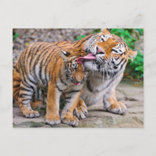 Kutest Baby Animals   Familie Siberië Tiger Briefkaart