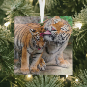 Kutest Baby Animals   Familie Siberië Tiger Glas Ornament