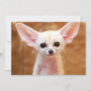 Kutest Baby Animals   Fennec Fox Bedankkaart