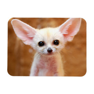 Kutest Baby Animals   Fennec Fox Magneet