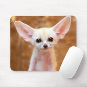 Kutest Baby Animals   Fennec Fox Muismat