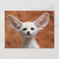 Kutest Baby Animals | Fennec Fox Pup
