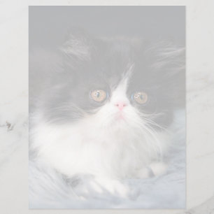 Kutest Baby Animals   Fluffy B&W Kitten