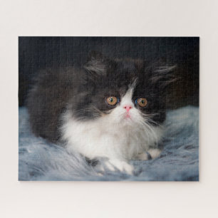 Kutest Baby Animals   Fluffy B&W Kitten Legpuzzel