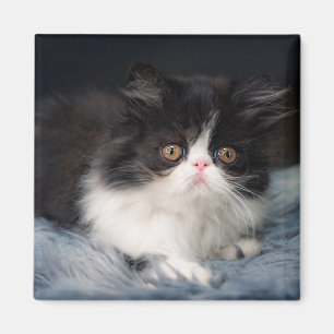 Kutest Baby Animals   Fluffy B&W Kitten Magneet