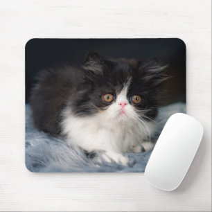 Kutest Baby Animals   Fluffy B&W Kitten Muismat