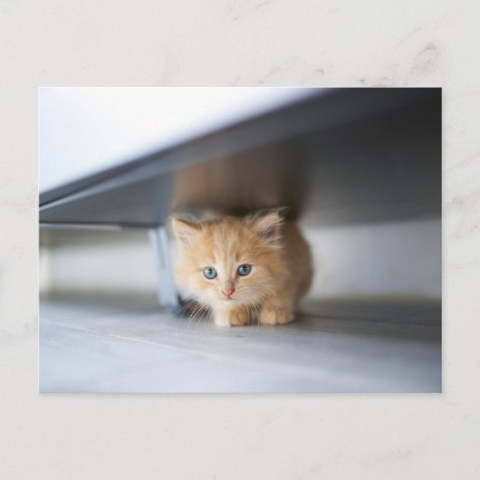 Kutest Baby Animals | Fluffy Oranje Kitten Briefkaart (Voorkant)