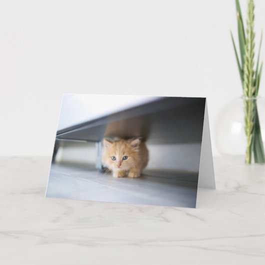 Kutest Baby Animals | Fluffy Oranje Kitten Kaart (Voorkant)