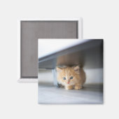 Kutest Baby Animals | Fluffy Oranje Kitten Magneet (Voorkant / Achterkant)