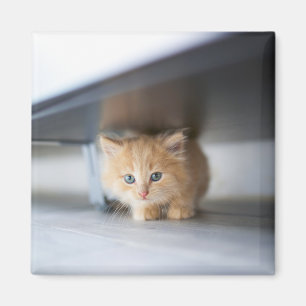 Kutest Baby Animals   Fluffy Oranje Kitten Magneet
