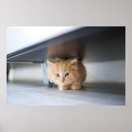 Kutest Baby Animals | Fluffy Oranje Kitten Poster (Voorkant)