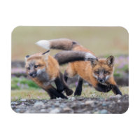 Kutest Baby Animals | Fox-jongen bij afspelen