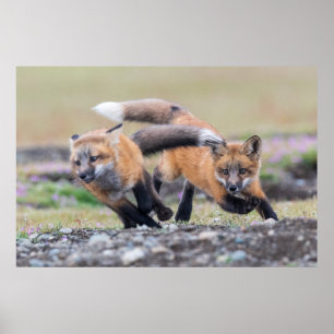 Kutest Baby Animals   Fox-jongen bij afspelen Poster