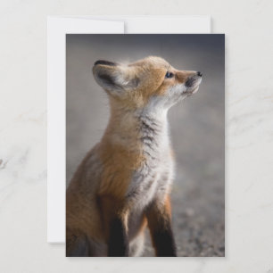 Kutest Baby Animals Fox Portret Baby Bedankkaart