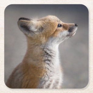 Kutest Baby Animals Fox Portret Baby Vierkante Kartonnen Onderzetter