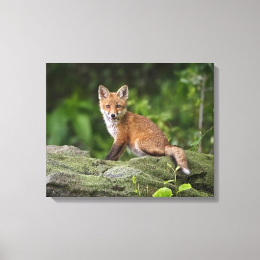 Kutest Baby Animals | Foxy Smile Canvas Afdruk (Voorkant)