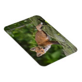 Kutest Baby Animals | Foxy Smile Magneet (Rechterzijde)