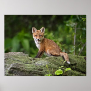 Kutest Baby Animals   Foxy Smile Poster