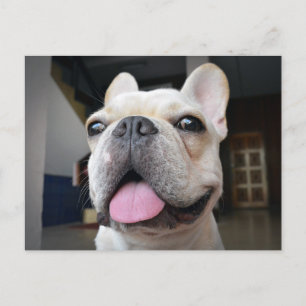 Kutest Baby Animals Frans Bulldog Face Briefkaart