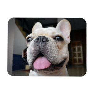 Kutest Baby Animals Frans Bulldog Face Magneet
