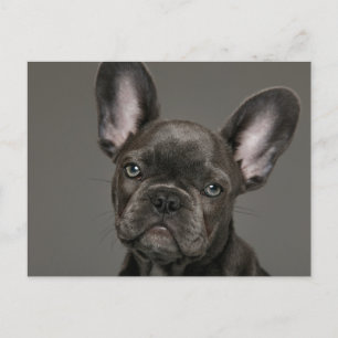 Kutest Baby Animals Franse Bulldog Briefkaart