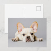 Kutest Baby Animals | Franse Bulldog Down Briefkaart (Voorkant / Achterkant)