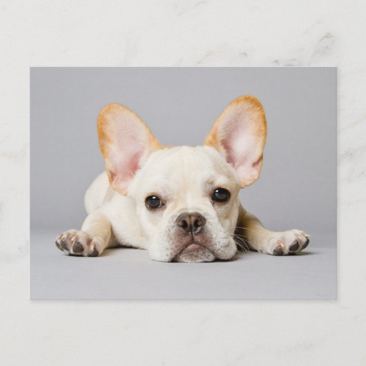 Kutest Baby Animals | Franse Bulldog Down Briefkaart (Voorkant)