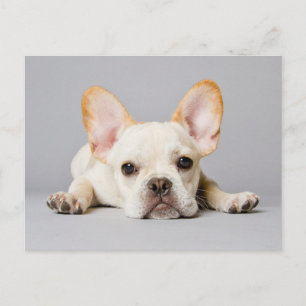 Kutest Baby Animals Franse Bulldog Down Briefkaart