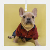 Kutest Baby Animals | Franse Bulldog Dpress Glas Ornament (Achterkant)